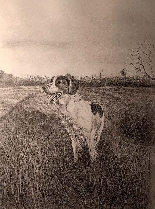 Cuadro de perro hispano bretón en el campo durante una jornada de caza. Técnica grafito. Blanco y negro